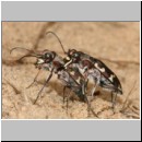 Cicindela hybrida - Duenen-Sandlaufkaefer 03 Sandgrube Niedringhaussee.jpg